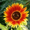 Sonnenblumen Herbstschönheit Samen - Helianthus annuus - Produktbild-Vorschau 3