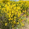 2 x  Spartium junceum | 40-60 cm en conteneur Voir les images du produit 2