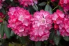 Rhododendron yakushimanum 'Fantastica', rosa-rot, 40–50 cm Produktbild-Vorschau 3