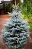 Stech-Fichte ´BLUE DIAMOND®´ 20-30 cm, Cont. 2,5 l Produktbild-Vorschau 2