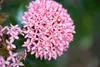 Bloomique - 3er Set - Schizostylis Coccinea - Spaltgriffel Produktbild-Vorschau 3