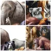 Bilder auf glas - Tiere Koala Löwe Affe - 70x70cm - Produktbild-Vorschau 8