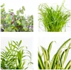 Bloomique - Mix 4 - Mieszanka przyjazna zwierzętom - Cypr Podgląd zdjęcia produktu 7