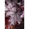 Heuchera 'Milan' - Purpurglöckchen 'Milan', im Topf 12 cm - Produktbild-Vorschau 2