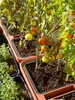 Sadzarka Plastia Berberis DUO brązowa, A33614 Podgląd zdjęcia produktu 5