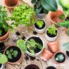 A collection of potted plants and gardening supplies arranged on a brown surface. Produktbild-Vorschau