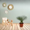 Trendyplants - Yucca Rostrata - Odolná - Záhradná rastlina Náhľad obrázku produktu 2