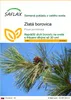 SAFLAX - zlatá borovica - Pinus ponderosa - 20 Semená Náhľad obrázku produktu 1