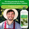 Purgrün Calathea-Dünger 1 Liter, Produktbild-Vorschau 2