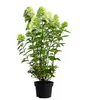 Dehner Rispen-Hortensie Limelight, weiße Blüten, ca. 30-40 Produktbild-Vorschau 2