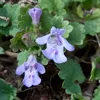 6 x Gundermann - Glechoma hederacea  | Topf 9cm x 9cm Produktbild-Vorschau 2