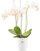 elho brussels Orchidee Hoch 12,5cm Übertopf - weiss Produktbild-Vorschau 8
