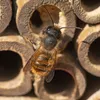 Hôtel à insectes Relaxdays, nichoir pour abeilles sauvages Voir les images du produit 5