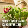 COMPO 14354 COMPO Hnojivo pro pelargonie, dávkovací láhev o Náhled obrázku produktu 8