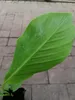 Musa Dajiao 30-60 cm - Banane Daijio - Banane à cuire - Voir les images du produit 2