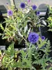 6 x Echinops ritro 'Veitch's Blue' - bodlák - květináč 9x9 Náhled obrázku produktu 2