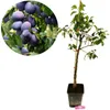 Prunus domestica 'Bleue de Belgique' Pflaumenbaum, 5 litri Anteprima dell’immagine prodotto 1