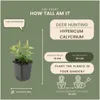 Plants by Frank | 12 Johanniskraut Pflanzen | Hypericum Produktbild-Vorschau 4