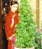 A woman in traditional Chinese attire stands next to a potted plant. Produktbild-Vorschau
