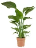 Strelitzia Nicolai, Paradiesvogelblume, 70-80 cm, Topf 17 Produktbild-Vorschau 1