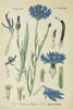 SAFLAX Set regalo - Fiordaliso blu - 27000 semi - Centaurea Anteprima dell’immagine prodotto 5