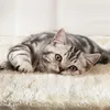 A close-up shot of a silver tabby cat lying on a beige, fluffy surface. Produktbild-Vorschau