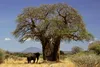 SAFLAX - Africký strom baobab - Adansonia digitata - 6 Náhľad obrázku produktu 8
