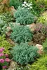 Juniperus squamata 'Blue Carpet', Blauer Teppichwacholder, Produktbild-Vorschau 11