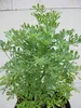 Weinraute - Ruta graveolens - Ursprungsart Produktbild-Vorschau 3