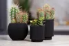 Three potted plants, two cacti and one succulent, are arranged on a light-colored surface. Voir les images du produit