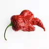 Chili Trinidad Moruga Scorpion Samen - Capsicum chinense - Produktbild-Vorschau 5