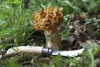 Opinel Pilzmesser No. 08 Klappmesser mit Bürste Produktbild-Vorschau 26