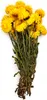 Getrocknete Strohblume Granvia® - (Helichrysum Granvia®) - Produktbild-Vorschau 4