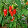 Chili Bhut Jolokia red Samen - Capsicum chinense - Produktbild-Vorschau 3