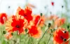 Abwaschbare Tischsets 4er Set Sommer Mohn-Blumen Produktbild-Vorschau 2