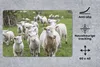 MuchoWow® Schreibtischunterlage Schafe - Gras - Lamm 60x40 Produktbild-Vorschau 2