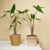 Bloomique - Alocasia Zebrina - Elephant Ear - Roślina Podgląd zdjęcia produktu 3