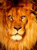 Calvendo Löwenportrait 1000 Teile Puzzle hoch 480x640mm, Produktbild-Vorschau 2