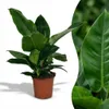 Green boutiQ - Plante d'intérieur - Philodendron - Voir les images du produit 1