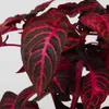 Blutblatt - 2 Stk - Iresine herbstii - Höhe 20-30cm - ⌀13cm Produktbild-Vorschau 3