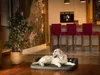 A golden retriever dog is lying on a dog bed in a modern living room with a kitchen island and bar stools in the background. Náhled obrázku produktu