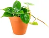 Gardners Philodendron scandens, průměr 12 cm Náhled obrázku produktu 1