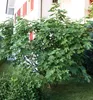 A fig tree with lush green leaves is planted in a garden in front of a white house with red shutters. Produktbild-Vorschau
