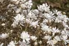 Magnolia stellata 'Royal Star', Sternmagnolie, weiß, 80–100 Produktbild-Vorschau 8