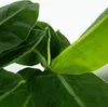 Bananaier nain - Musa 'Oriental Dwarf' - Hauteur 25-40cm - Voir les images du produit 4