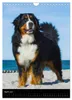 Berner Sennenhund 2027 (Wandkalender 2027 DIN A4 hoch), Produktbild-Vorschau 7