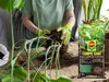 Terre pour Plantes Vertes - Monstera 5L - Écologique - Voir les images du produit 6