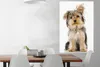 MuchoWow® Poster Porträt eines Yorkshire-Terriers 80x120 cm Produktbild-Vorschau 3