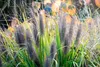 Stauden Gänge 10 x Pennisetum alopecuroides 'Black Beauty' Produktbild-Vorschau 5