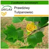 SAFLAX - Prawdziwy Tulipanowiec - 20 Nasiona - Z podłożem Podgląd zdjęcia produktu 10